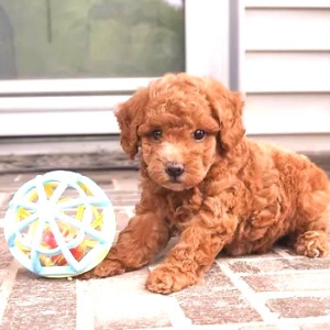 Poodle Puppy Jin