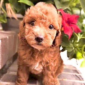 Poodle Puppy Jin