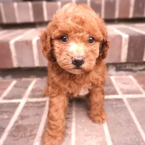Poodle Puppy Jin