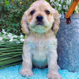 Cocker Spaniel Puppy Lolly