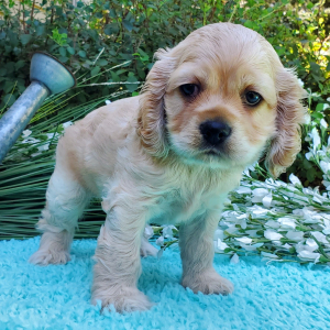 Cocker Spaniel Puppy Lolly