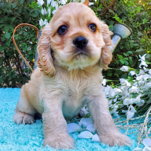 Cocker Spaniel Puppy Lolly