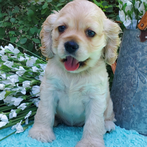 Cocker Spaniel Puppy Lolly