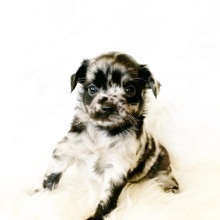 Chihuahua Puppy Rocky