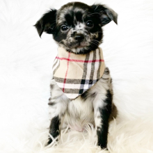 Chihuahua Puppy Tahoe