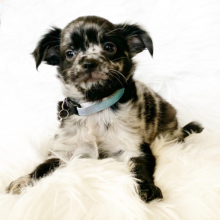 Chihuahua Puppy Tahoe