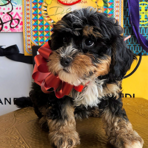 Bernedoodle Puppy Fendi