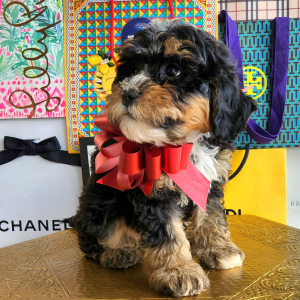 Bernedoodle Puppy Fendi