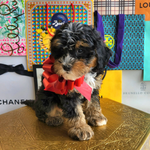 Bernedoodle Puppy Fendi