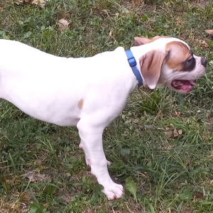 American Bulldog Puppy Bella
