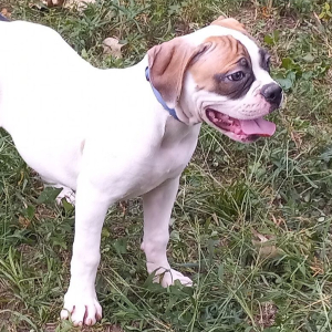 American Bulldog Puppy Bella