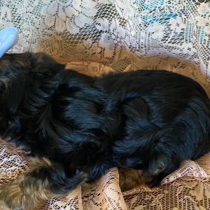 Biewer Terrier Puppy Pepper