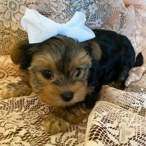 Biewer Terrier Puppy Pepper