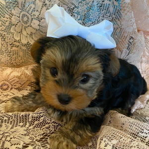 Biewer Terrier Puppy Pepper