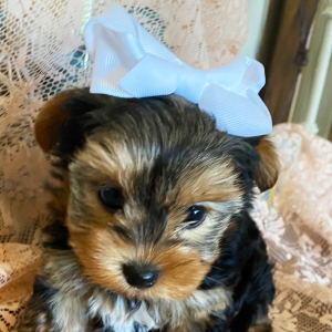 Biewer Terrier Puppy Pepper