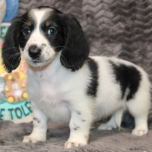 Dachshund Puppy Elsey