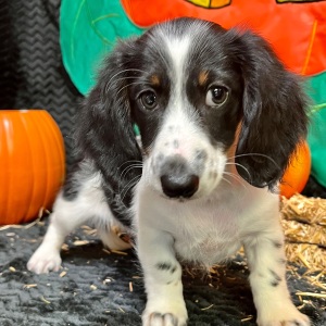 Dachshund Puppy Elsey