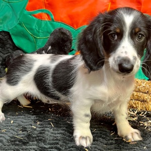 Dachshund Puppy Elsey