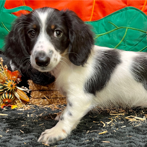 Dachshund Puppy Elsey