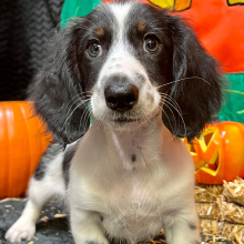Dachshund Puppy Elsey
