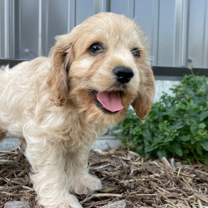 Cockapoo Puppy Billy