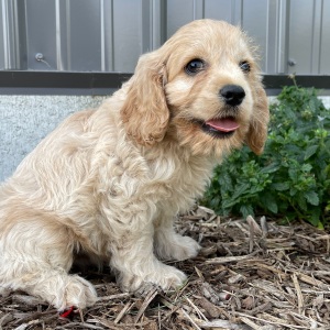 Cockapoo Puppy Billy