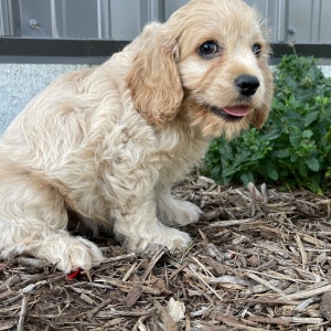 Cockapoo Puppy Billy