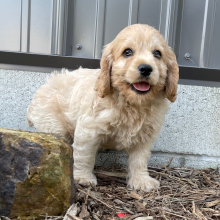 Cockapoo Puppy Billy