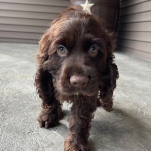 Cocker Spaniel Puppy Samson