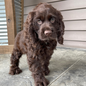 Cocker Spaniel Puppy Samson