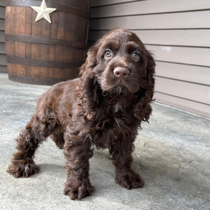 Cocker Spaniel Puppy Samson