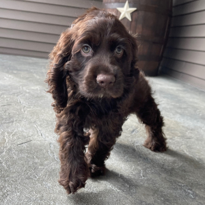 Cocker Spaniel Puppy Samson