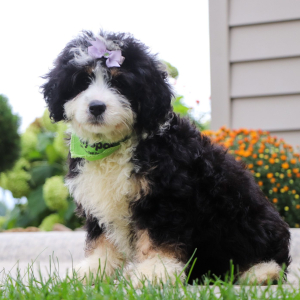 Bernedoodle Puppy Patricia