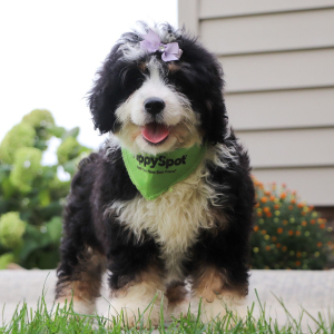 Bernedoodle Puppy Patricia