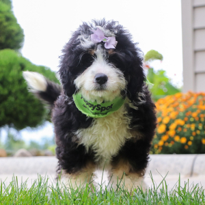 Bernedoodle Puppy Patricia