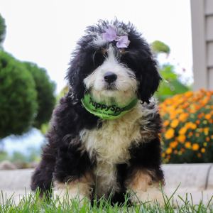 Bernedoodle Puppy Patricia