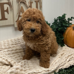 Goldendoodle Puppy Veronica