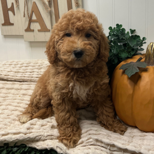 Goldendoodle Puppy Veronica