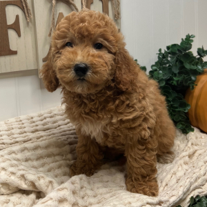 Goldendoodle Puppy Veronica