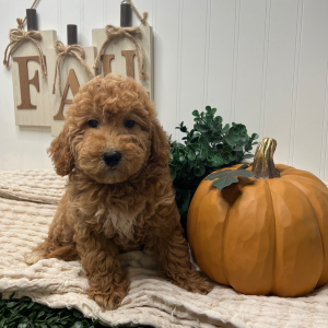 Goldendoodle Puppy Veronica