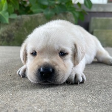 Labrador Retriever Puppy Omar