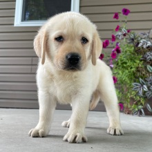 Labrador Retriever Puppy Omar