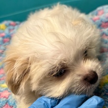 Maltese Puppy Silas