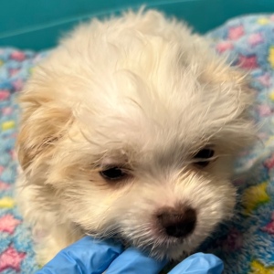 Maltese Puppy Silas