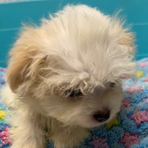 Maltese Puppy Silas