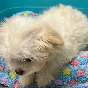 Maltese Puppy Silas