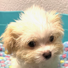 Maltese Puppy Silas