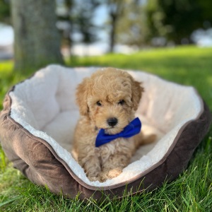 Goldendoodle Puppy Dandee