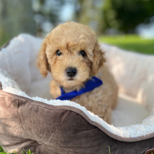 Goldendoodle Puppy Dandee