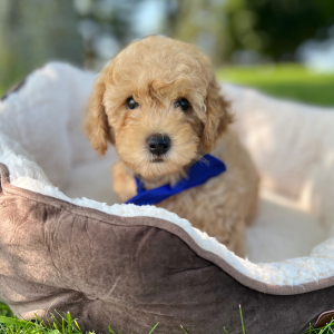 Goldendoodle Puppy Dandee